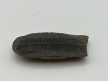 Load image into Gallery viewer, Carboniferous Leaf Fossil Nodule
