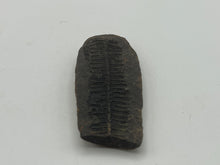 Load image into Gallery viewer, Carboniferous Leaf Fossil Nodule
