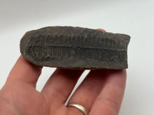 Load image into Gallery viewer, Carboniferous Leaf Fossil Nodule
