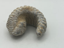 Load image into Gallery viewer, Rastellum bivalve
