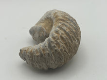 Load image into Gallery viewer, Rastellum bivalve
