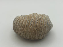 Load image into Gallery viewer, Rastellum bivalve
