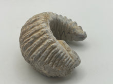Load image into Gallery viewer, Rastellum bivalve
