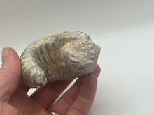Load image into Gallery viewer, Rastellum bivalve
