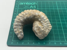 Load image into Gallery viewer, Rastellum bivalve
