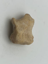 Load image into Gallery viewer, Cave bear foot bone
