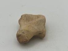 Load image into Gallery viewer, Cave bear foot bone
