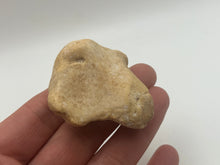 Load image into Gallery viewer, Cave bear foot bone
