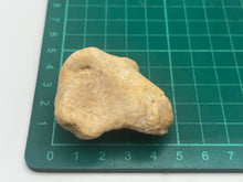 Load image into Gallery viewer, Cave bear foot bone
