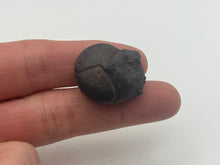 Load image into Gallery viewer, Hematite Goniotite
