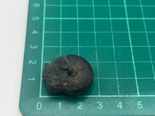 Load image into Gallery viewer, Hematite Goniotite
