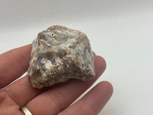 Load image into Gallery viewer, Tisbury coral
