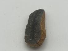 Load image into Gallery viewer, Carboniferous fossil leaf
