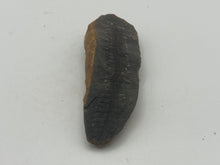 Load image into Gallery viewer, Carboniferous fossil leaf
