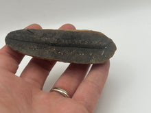 Load image into Gallery viewer, Carboniferous fossil leaf
