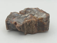 Load image into Gallery viewer, Petrified fossil wood
