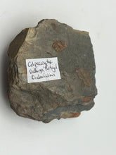 Load image into Gallery viewer, Colpocoryphe Trilobites
