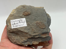 Load image into Gallery viewer, Colpocoryphe Trilobites
