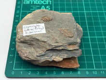 Load image into Gallery viewer, Colpocoryphe Trilobites
