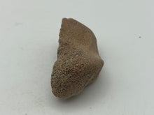 Load image into Gallery viewer, Cave bear bone

