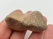 Load image into Gallery viewer, Cave bear bone
