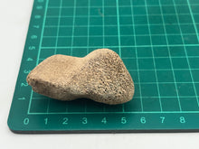 Load image into Gallery viewer, Cave bear bone
