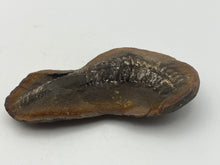 Load image into Gallery viewer, Carboniferous Fossil Leaf
