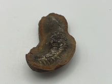 Load image into Gallery viewer, Carboniferous Fossil Leaf
