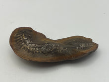 Load image into Gallery viewer, Carboniferous Fossil Leaf
