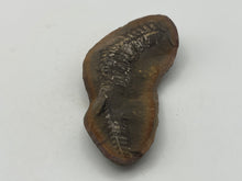Load image into Gallery viewer, Carboniferous Fossil Leaf
