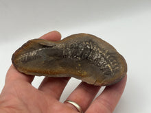 Load image into Gallery viewer, Carboniferous Fossil Leaf
