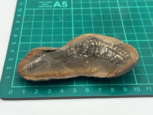 Load image into Gallery viewer, Carboniferous Fossil Leaf

