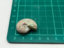 Load image into Gallery viewer, Ammonite fossil aragonite
