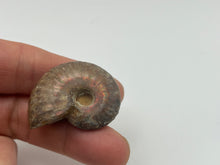 Load image into Gallery viewer, Ammonite fossil aragonite
