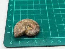Load image into Gallery viewer, Ammonite fossil aragonite
