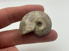Load image into Gallery viewer, Ammonite fossil aragonite
