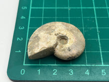 Load image into Gallery viewer, Ammonite fossil aragonite
