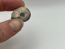 Load image into Gallery viewer, Ammonite fossil aragonite
