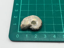 Load image into Gallery viewer, Ammonite fossil aragonite
