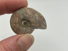 Load image into Gallery viewer, Ammonite fossil aragonite
