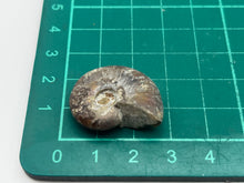 Load image into Gallery viewer, Ammonite fossil aragonite
