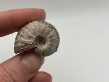 Load image into Gallery viewer, Ammonite fossil aragonite

