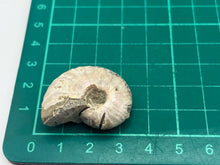 Load image into Gallery viewer, Ammonite fossil aragonite
