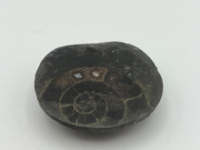 Load image into Gallery viewer, Dactylioceras Ammonite
