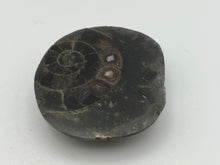 Load image into Gallery viewer, Dactylioceras Ammonite
