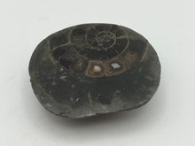 Load image into Gallery viewer, Dactylioceras Ammonite
