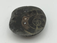 Load image into Gallery viewer, Dactylioceras Ammonite
