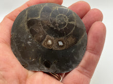 Load image into Gallery viewer, Dactylioceras Ammonite
