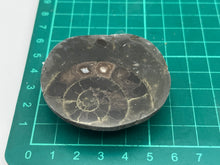 Load image into Gallery viewer, Dactylioceras Ammonite
