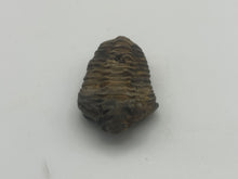 Load image into Gallery viewer, Calymene trilbite
